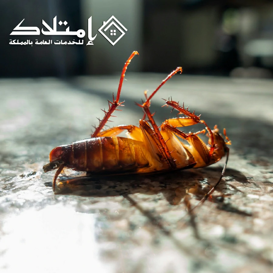 شركة مكافحة الصراصير بالرياض