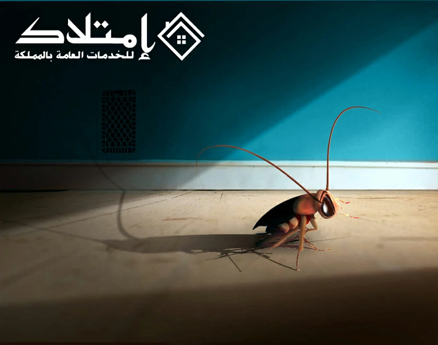 شركة مكافحة الصراصير بالرياض