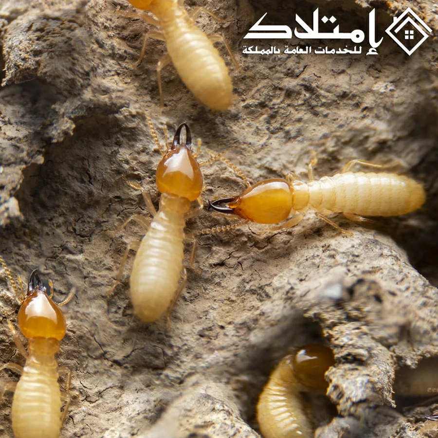 شركة مكافحة النمل الأبيض بالرياض