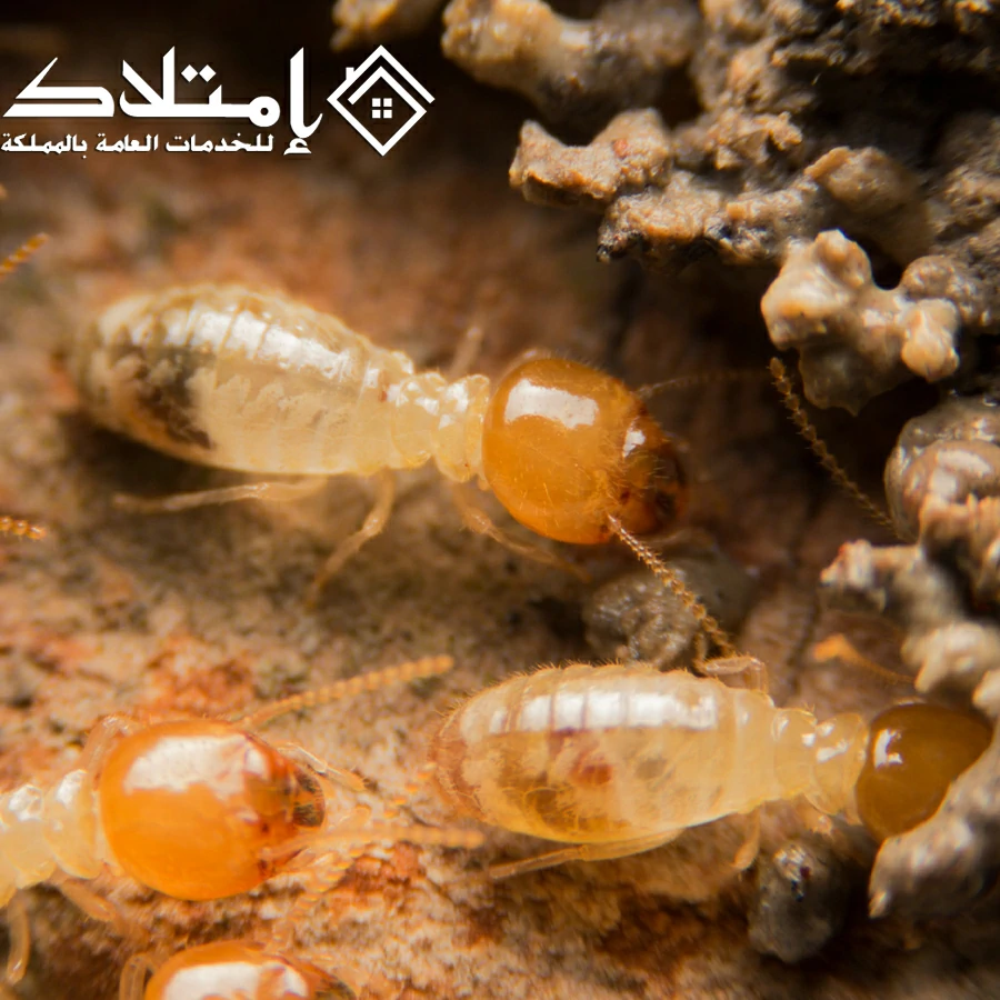 شركة مكافحة النمل الأبيض بالرياض