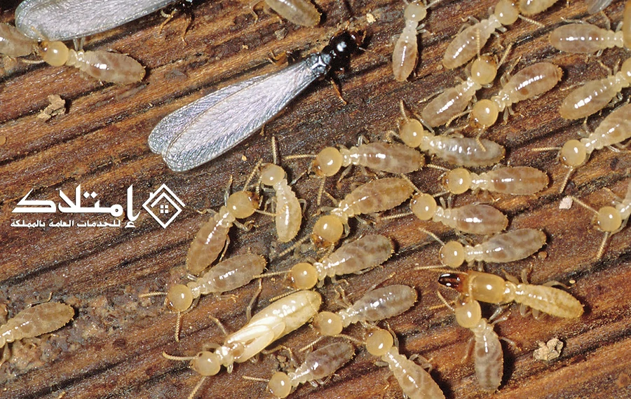 شركة مكافحة النمل الأبيض بالرياض