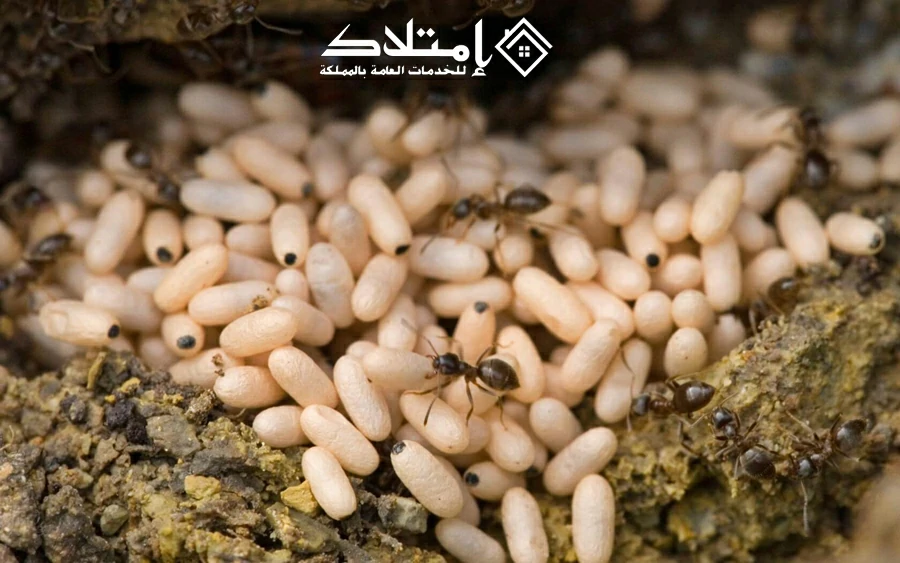 شركة مكافحة النمل الأبيض بالرياض