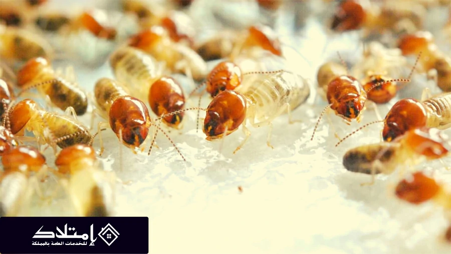 شركة مكافحة النمل الأبيض بالرياض | 0553269095 | مع خصم 10% شركة مكافحة النمل الأبيض بالرياض | 0553269095 | مع خصم 10%