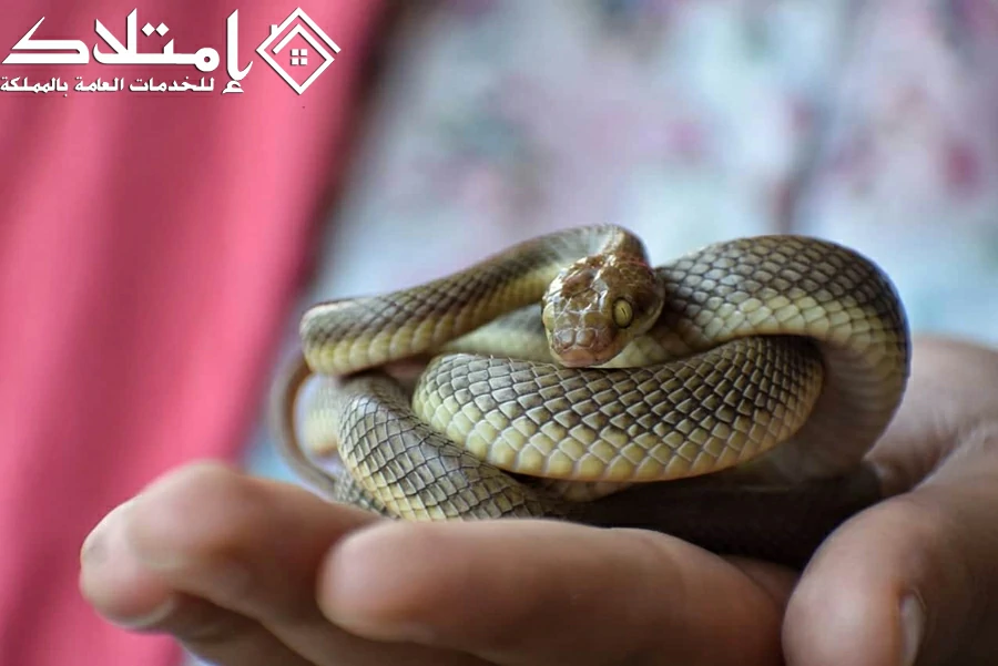 شركة مكافحة عقارب وثعابين بالرياض